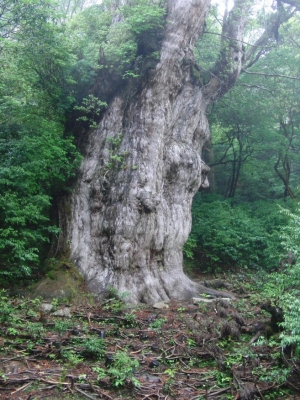 yakushima 0046