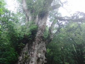 屋久島「緑雨の島」（２／４）