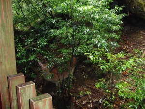 yakushima 0049