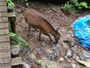 yakushima 0050