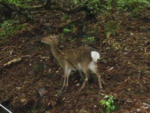 yakushima 0051