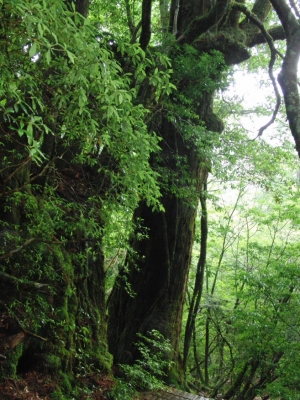 yakushima 0052