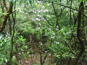 yakushima 0053