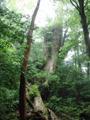 yakushima 0054