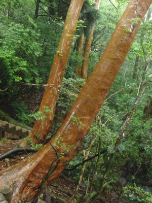 yakushima 0055