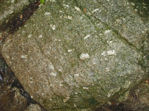 yakushima 0056