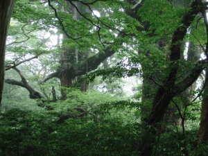 yakushima 0057