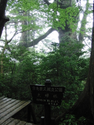 yakushima 0058
