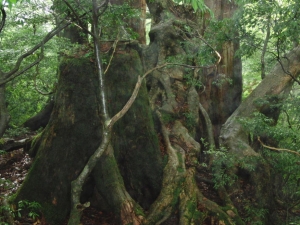 yakushima 0059