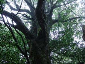 yakushima 0060