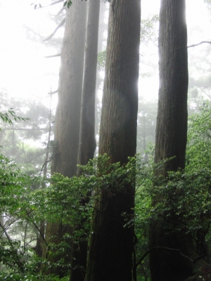 yakushima 0061