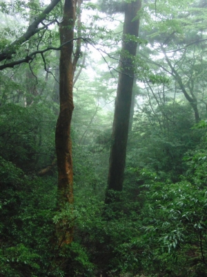 yakushima 0062