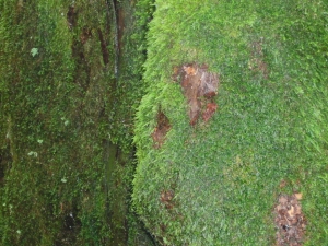 yakushima 0063