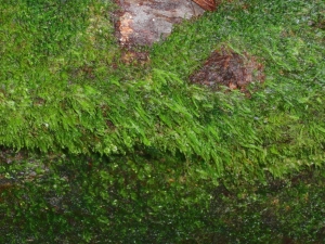 yakushima 0064