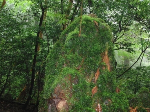 yakushima 0065