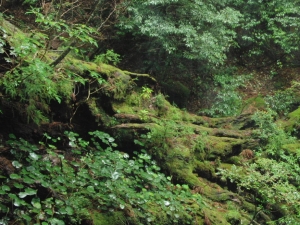 yakushima 0066