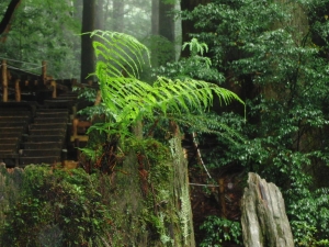 yakushima 0067