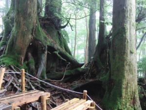 yakushima 0068