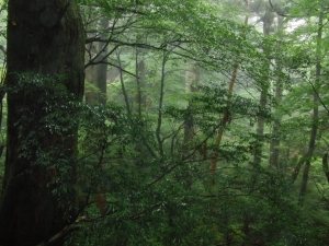 yakushima 0069