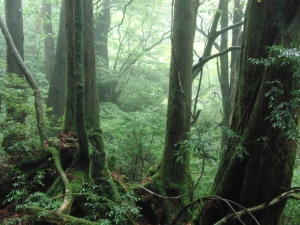 yakushima 0070