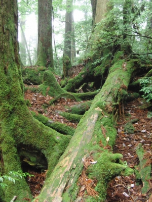 yakushima 0071