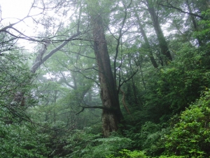 yakushima 0072
