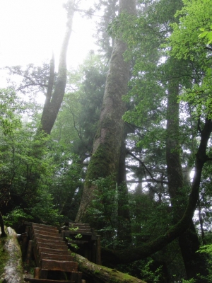 yakushima 0074