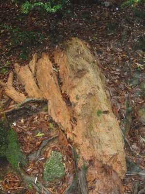 yakushima 0075