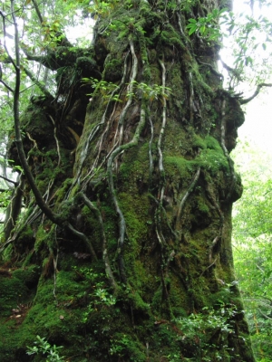 yakushima 0076