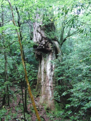 yakushima 0077