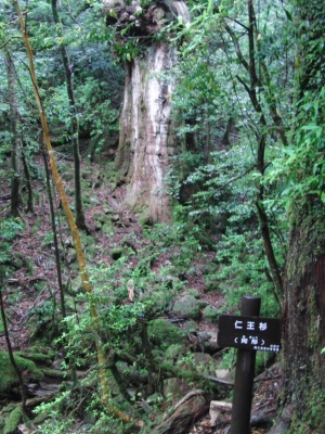 yakushima 0078