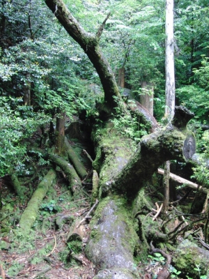 yakushima 0079