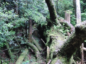 yakushima 0080
