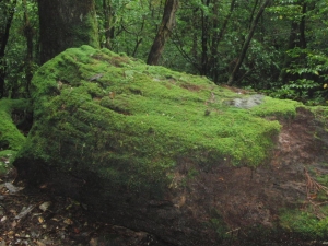 yakushima 0082