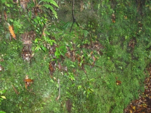 yakushima 0083