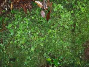 yakushima 0084