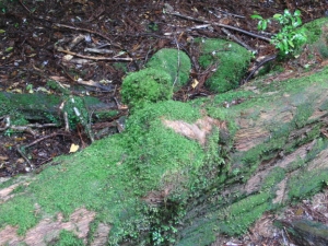 yakushima 0086