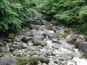 yakushima 0087