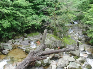 yakushima 0088