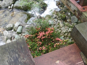 yakushima 0089