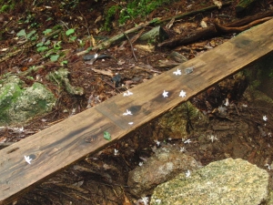yakushima 0090