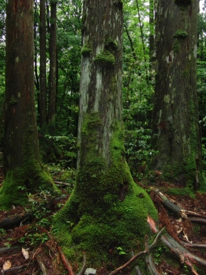 yakushima 0091