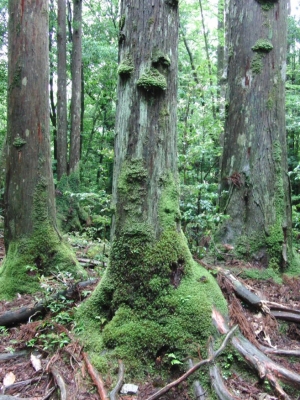 yakushima 0092