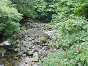 yakushima 0093