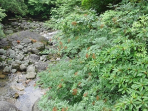 yakushima 0094