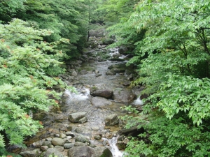 yakushima 0095