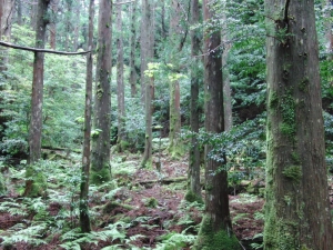 yakushima 0097