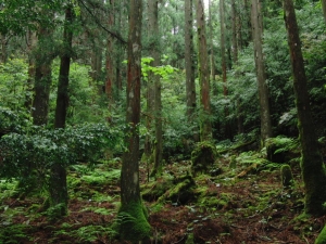 yakushima 0098