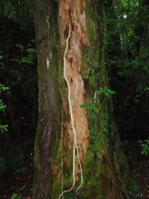 yakushima 0099