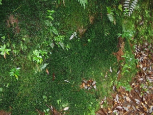 yakushima 0100